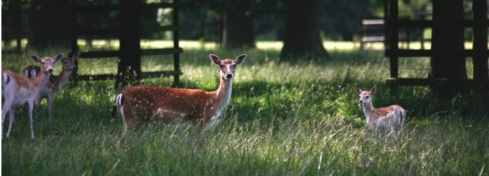 Burghley parko gyventojai. Foto: burghley.co.uk.