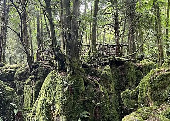 Puzzlewood: magiškas miškas Anglijoje, kuriame gimsta pasakos
