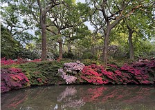 Isabella Plantation: slaptas sodas Richmond parko širdyje